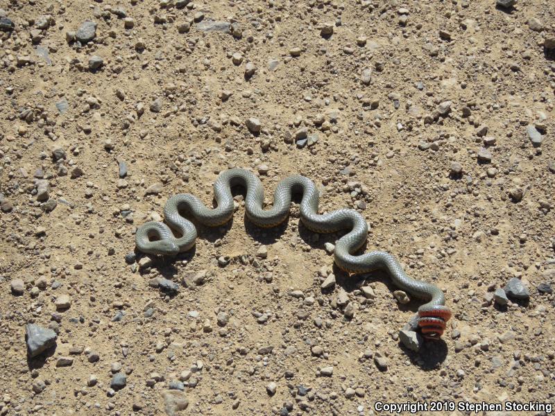 Regal Ring-necked Snake (Diadophis punctatus regalis)