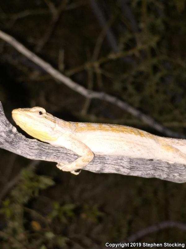 Western Long-tailed Brush Lizard (Urosaurus graciosus graciosus)