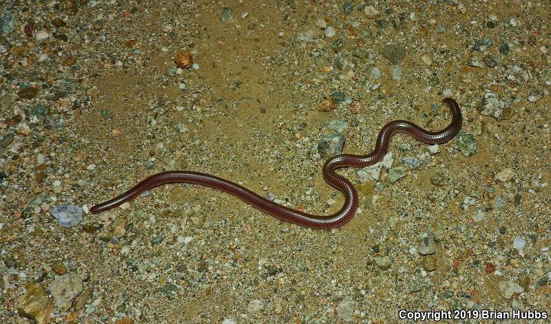 SouthWestern Threadsnake (Leptotyphlops humilis humilis)