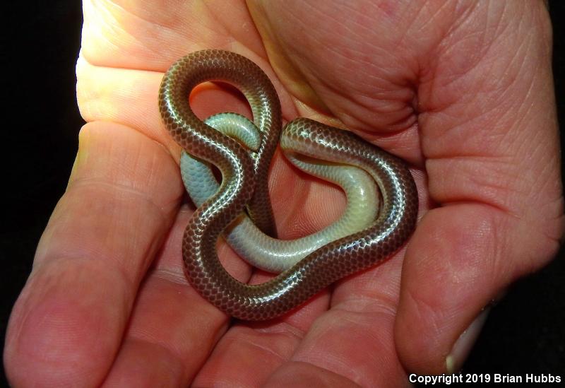 SouthWestern Threadsnake (Leptotyphlops humilis humilis)