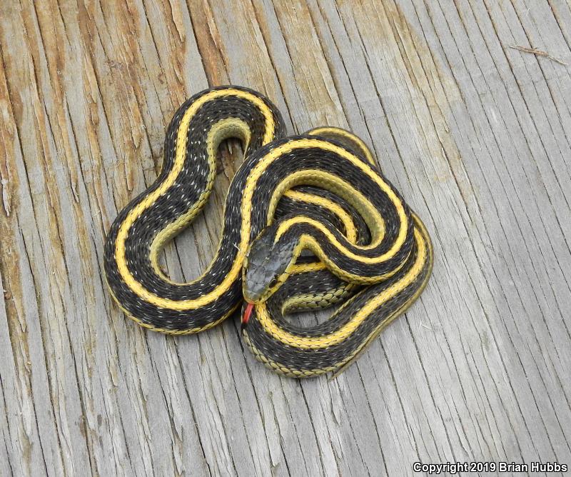 Diablo Gartersnake (Thamnophis atratus zaxanthus)