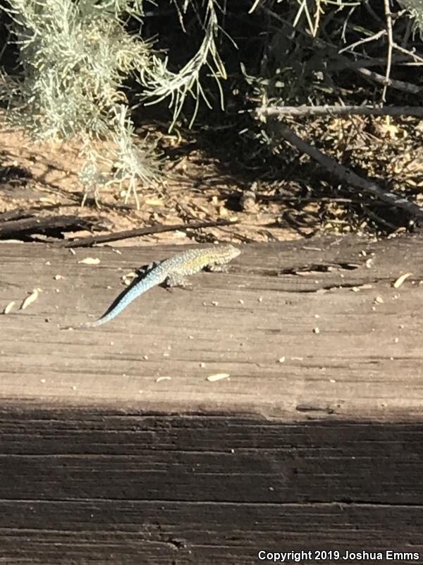 Eastern Side-blotched Lizard (Uta stansburiana stejnegeri)