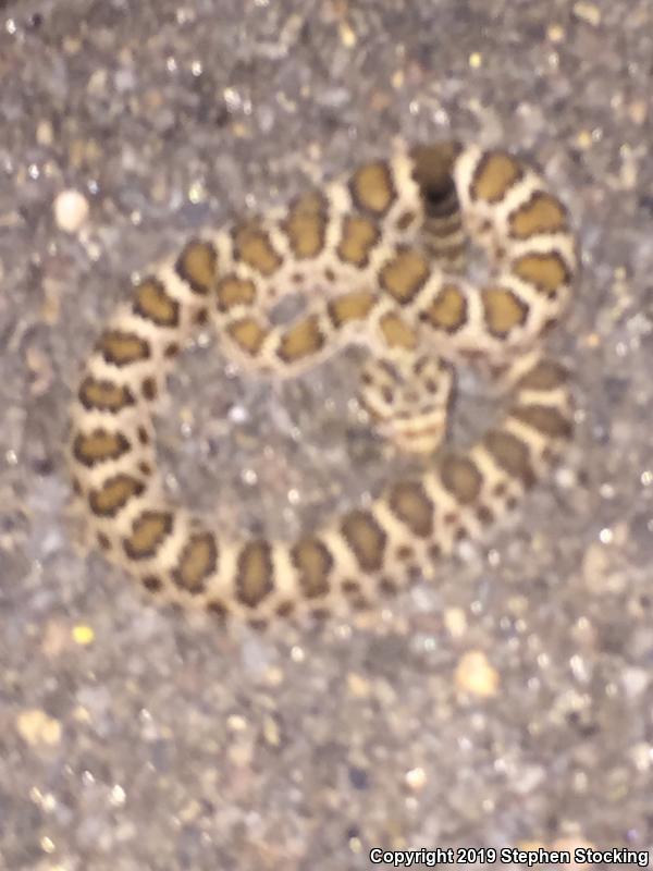 Arizona Black Rattlesnake (Crotalus cerberus)