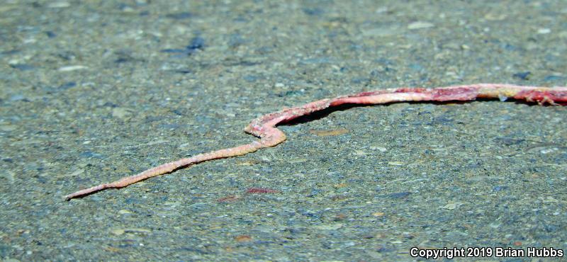 San Joaquin Coachwhip (Coluber flagellum ruddocki)