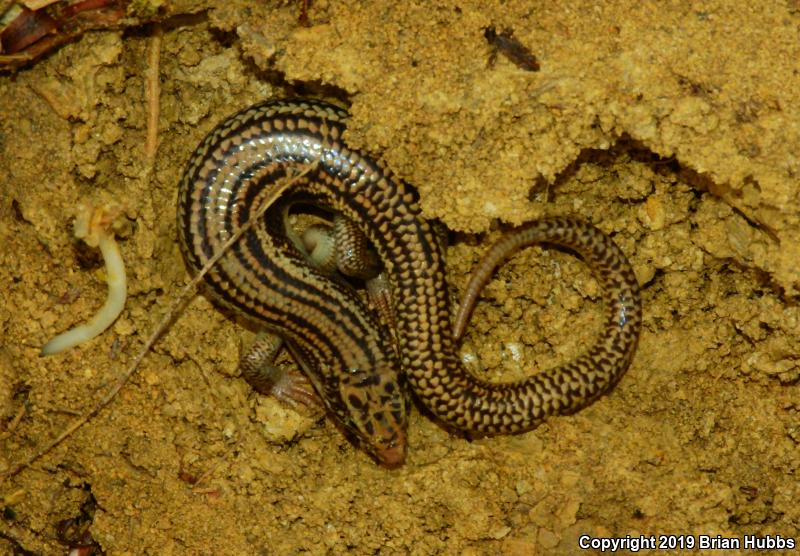 Great Plains Skink (Plestiodon obsoletus)