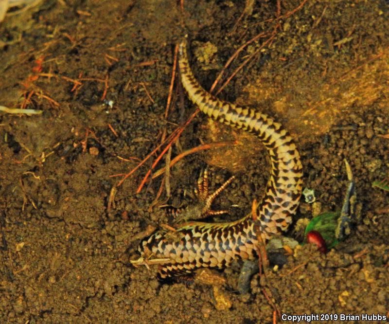 Great Plains Skink (Plestiodon obsoletus)