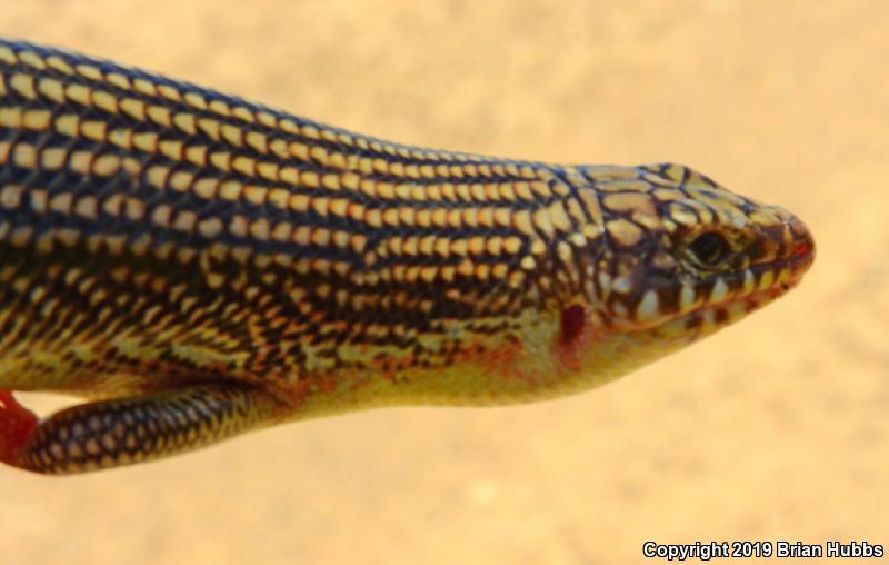 Great Plains Skink (Plestiodon obsoletus)