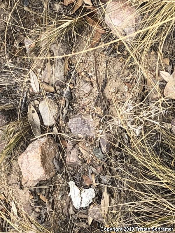 Desert Grassland Whiptail (Aspidoscelis uniparens)