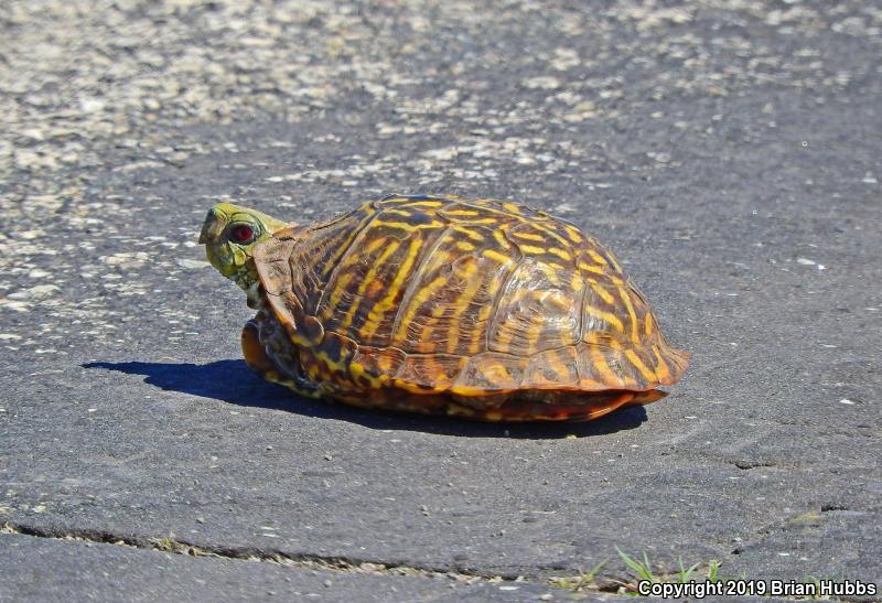 Ornate Box Turtle (Terrapene ornata ornata)
