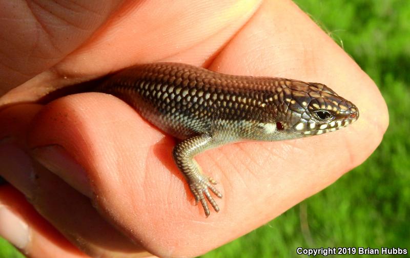 Great Plains Skink (Plestiodon obsoletus)