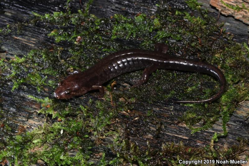 Ocoee Salamander (Desmognathus ocoee)