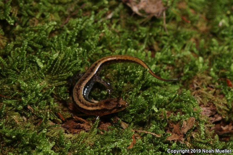 Seepage Salamander (Desmognathus aeneus)