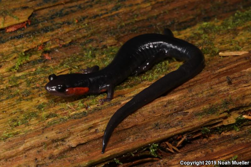Red-cheeked Salamander (Plethodon jordani)