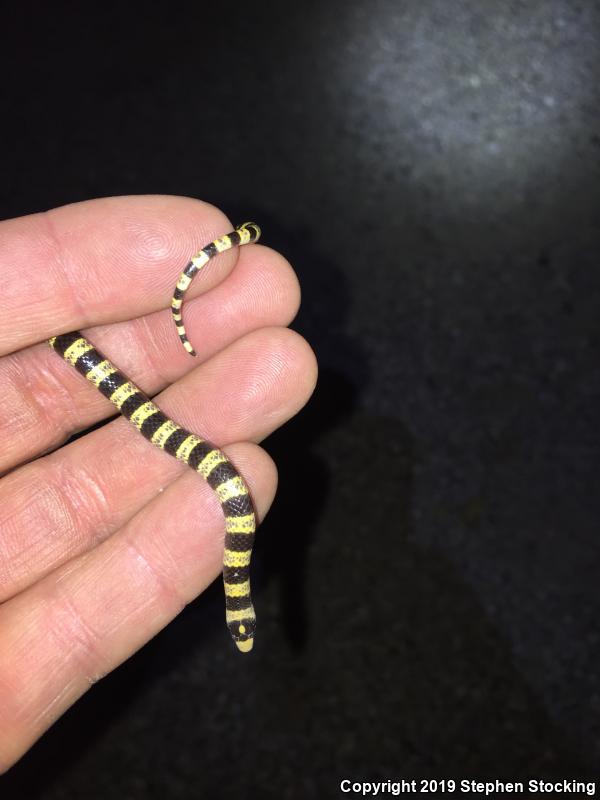 Nevada Shovel-nosed Snake (Chionactis occipitalis talpina)