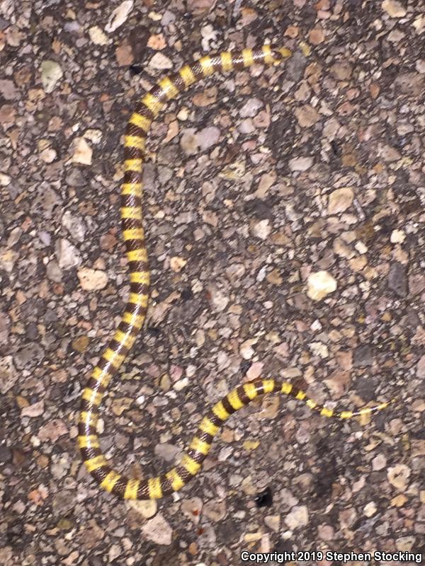 Nevada Shovel-nosed Snake (Chionactis occipitalis talpina)