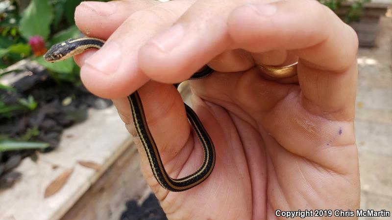 Gulf Coast Ribbonsnake (Thamnophis proximus orarius)