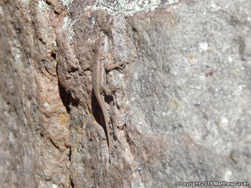 Striped Plateau Lizard (Sceloporus virgatus)