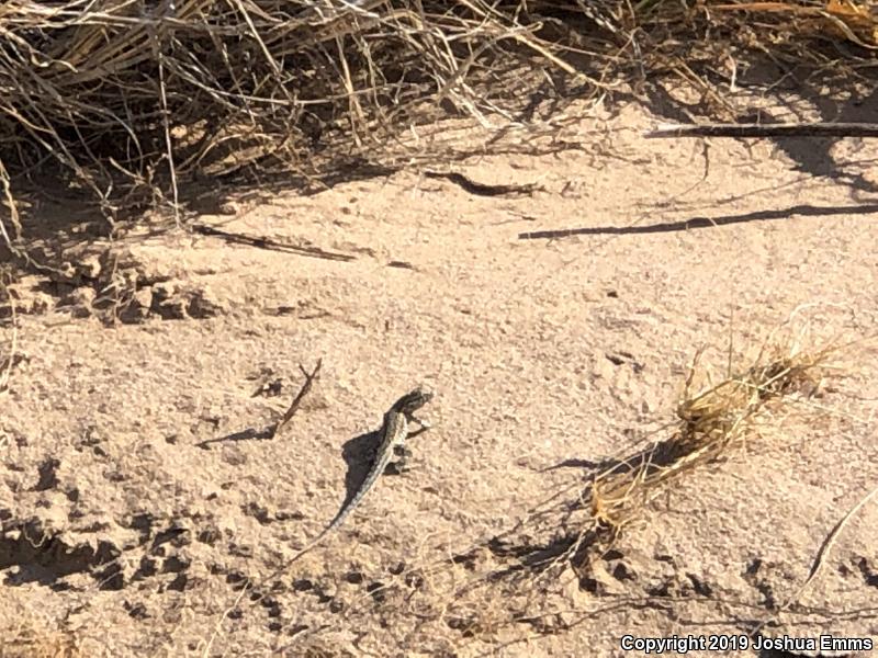 Eastern Side-blotched Lizard (Uta stansburiana stejnegeri)