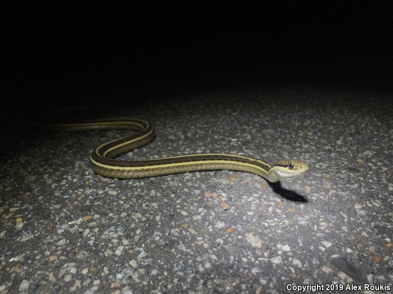 Eastern Ribbonsnake (Thamnophis sauritus sauritus)