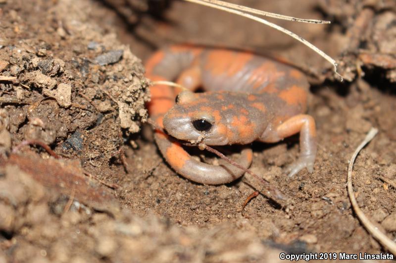 Sierra Nevada Ensatina (Ensatina eschscholtzii platensis)