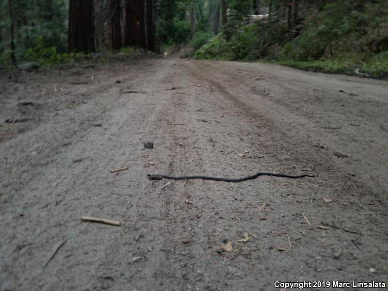 Coral-bellied Ring-necked Snake (Diadophis punctatus pulchellus)