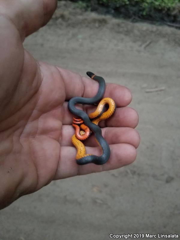 Coral-bellied Ring-necked Snake (Diadophis punctatus pulchellus)