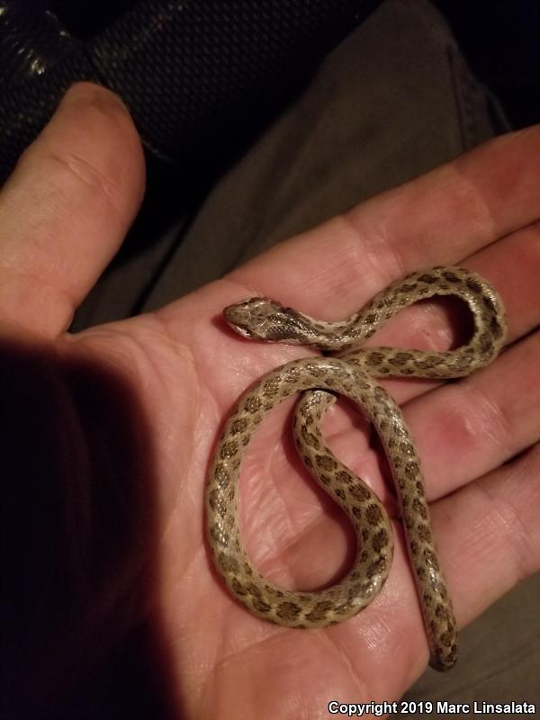 California Nightsnake (Hypsiglena ochrorhyncha nuchalata)