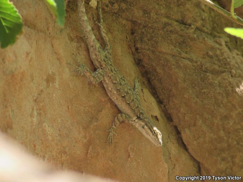 Northern Tree Lizard (Urosaurus ornatus wrighti)