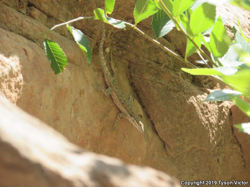 Northern Tree Lizard (Urosaurus ornatus wrighti)