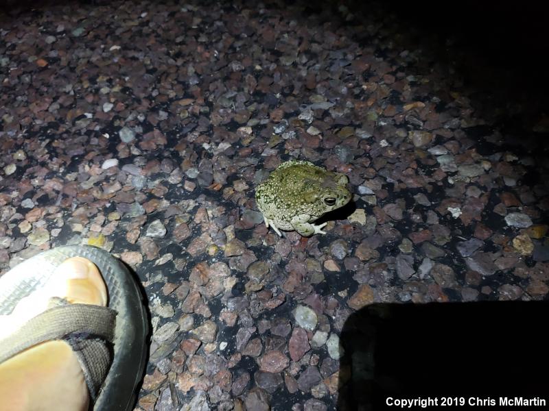 Texas Toad (Anaxyrus speciosus)