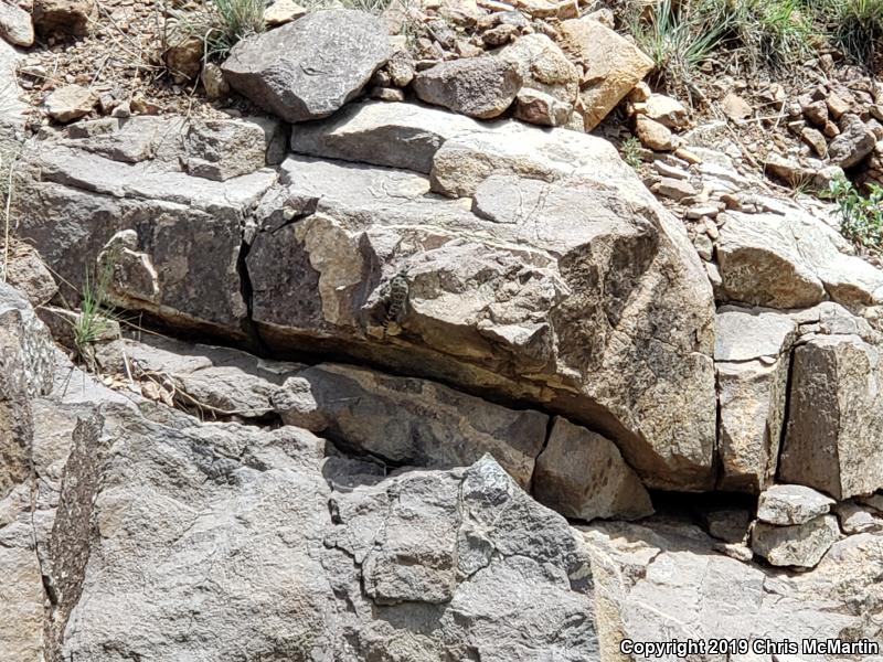 Texas Crevice Spiny Lizard (Sceloporus poinsettii axtelli)