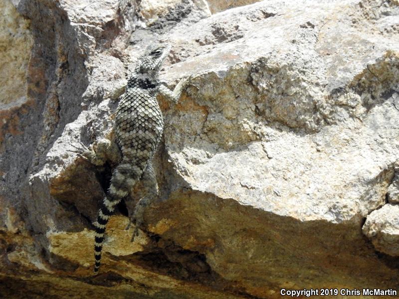 Texas Crevice Spiny Lizard (Sceloporus poinsettii axtelli)