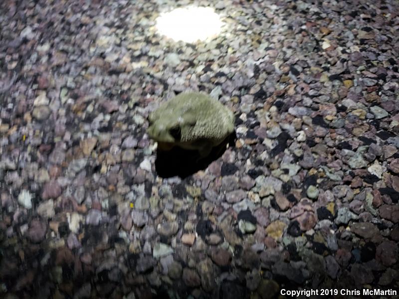 Texas Toad (Anaxyrus speciosus)