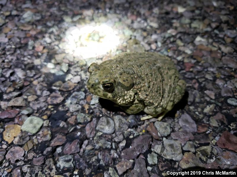 Texas Toad (Anaxyrus speciosus)