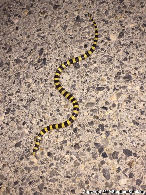 Nevada Shovel-nosed Snake (Chionactis occipitalis talpina)