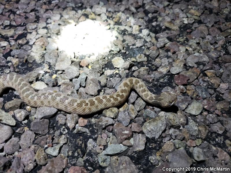 Texas Nightsnake (Hypsiglena jani texana)