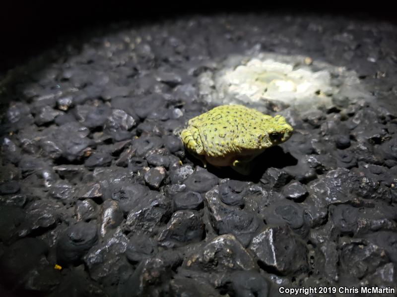 Eastern Green Toad (Anaxyrus debilis debilis)