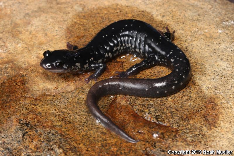 White-Spotted Slimy Salamander (Plethodon cylindraceus)