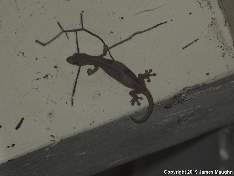 Indo-pacific Tree Gecko (Hemiphyllodactylus typus)