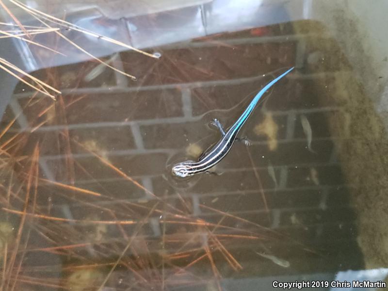 Broadhead Skink (Plestiodon laticeps)