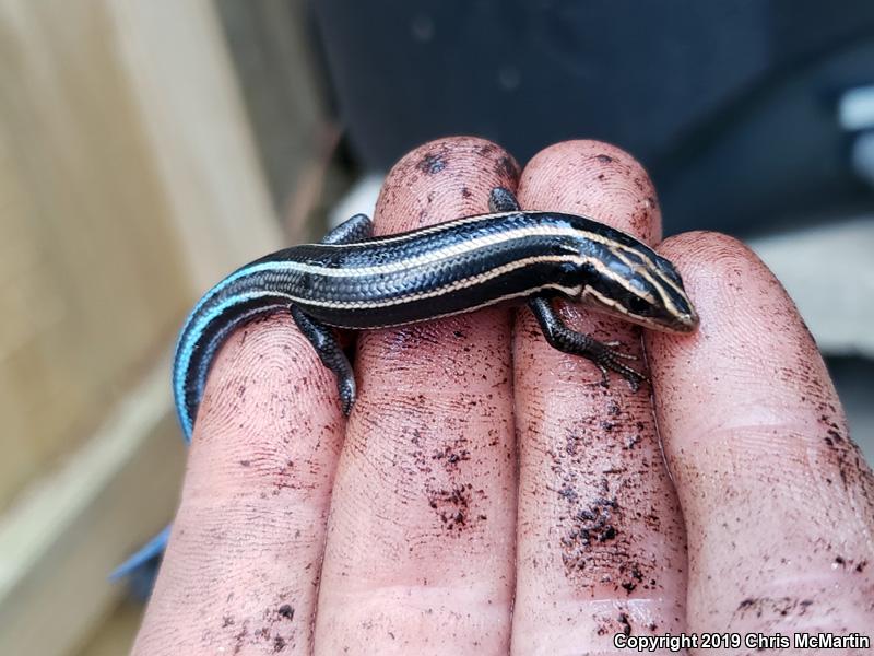 Broadhead Skink (Plestiodon laticeps)