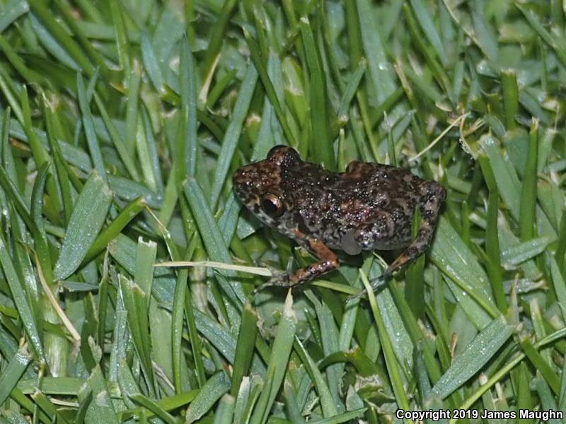 Greenhouse Frog (Eleutherodactylus planirostris)