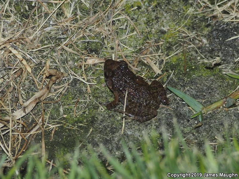 Greenhouse Frog (Eleutherodactylus planirostris)