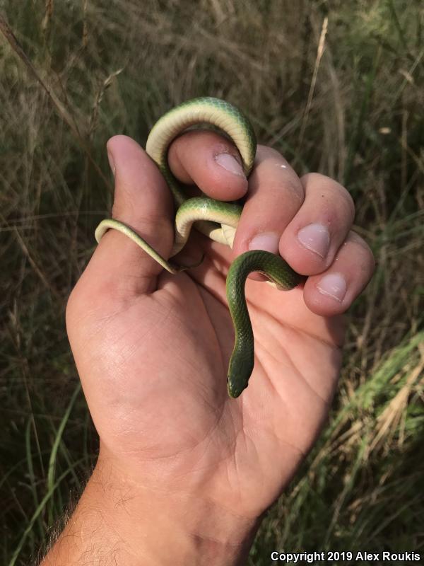 Eastern Smooth Greensnake (Opheodrys vernalis vernalis)