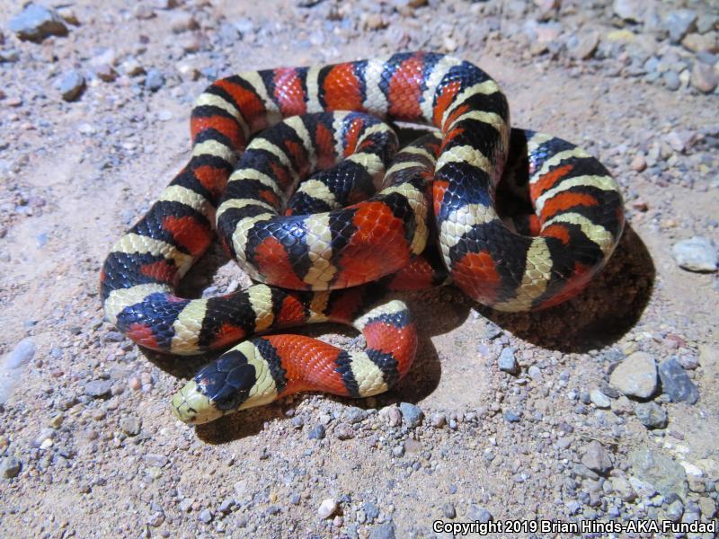 Sonoran Mountain Kingsnake (Lampropeltis pyromelana)