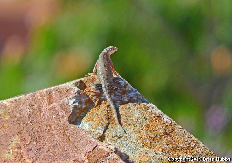 SouthWestern Earless Lizard (Cophosaurus texanus scitulus)