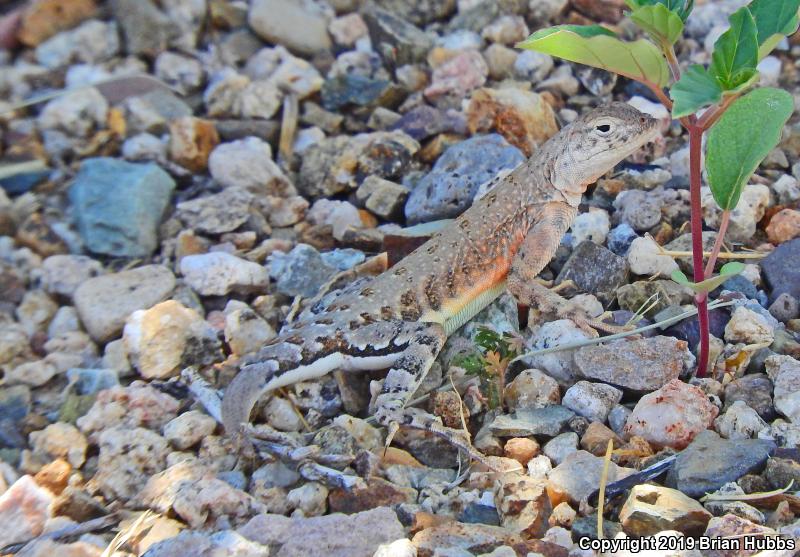 SouthWestern Earless Lizard (Cophosaurus texanus scitulus)