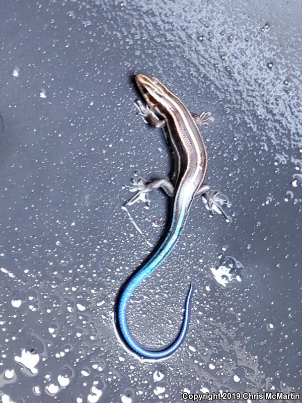 Broadhead Skink (Plestiodon laticeps)