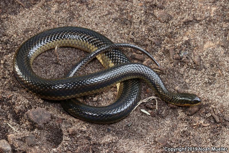 Striped Crayfish Snake (Regina alleni)