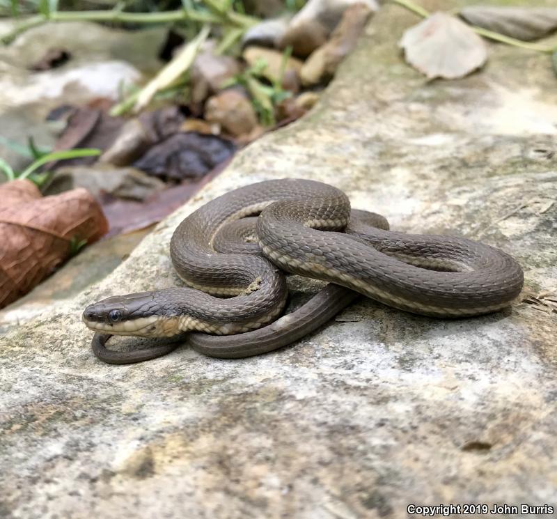 Queensnake (Regina septemvittata)